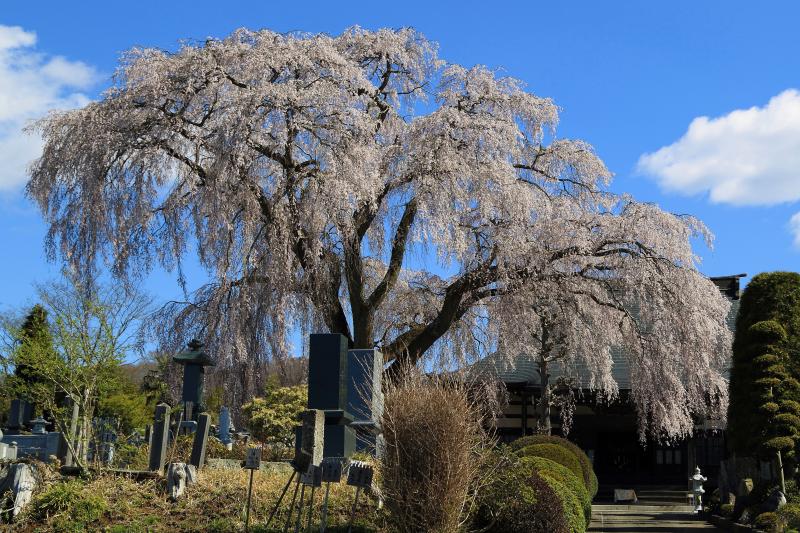 シダレ桜（光明寺）