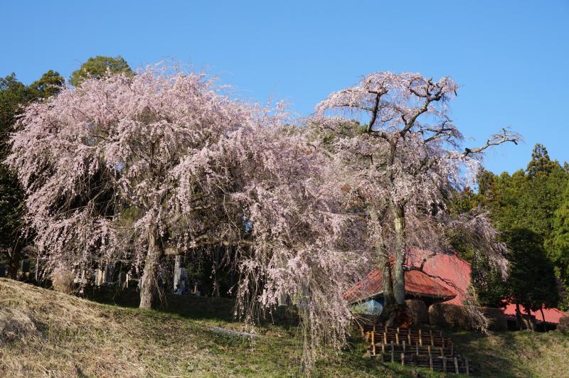 シダレ桜（安善寺）