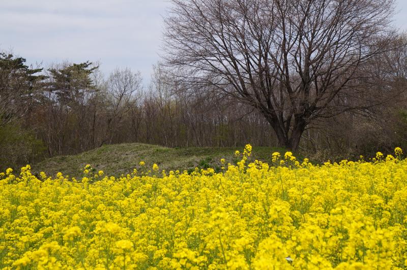 小宅古墳群