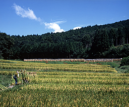 刈り入れ（大平）