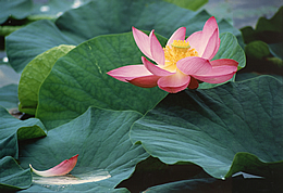 ハスの花（八幡池）