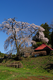 安善寺