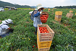 トマトの収穫