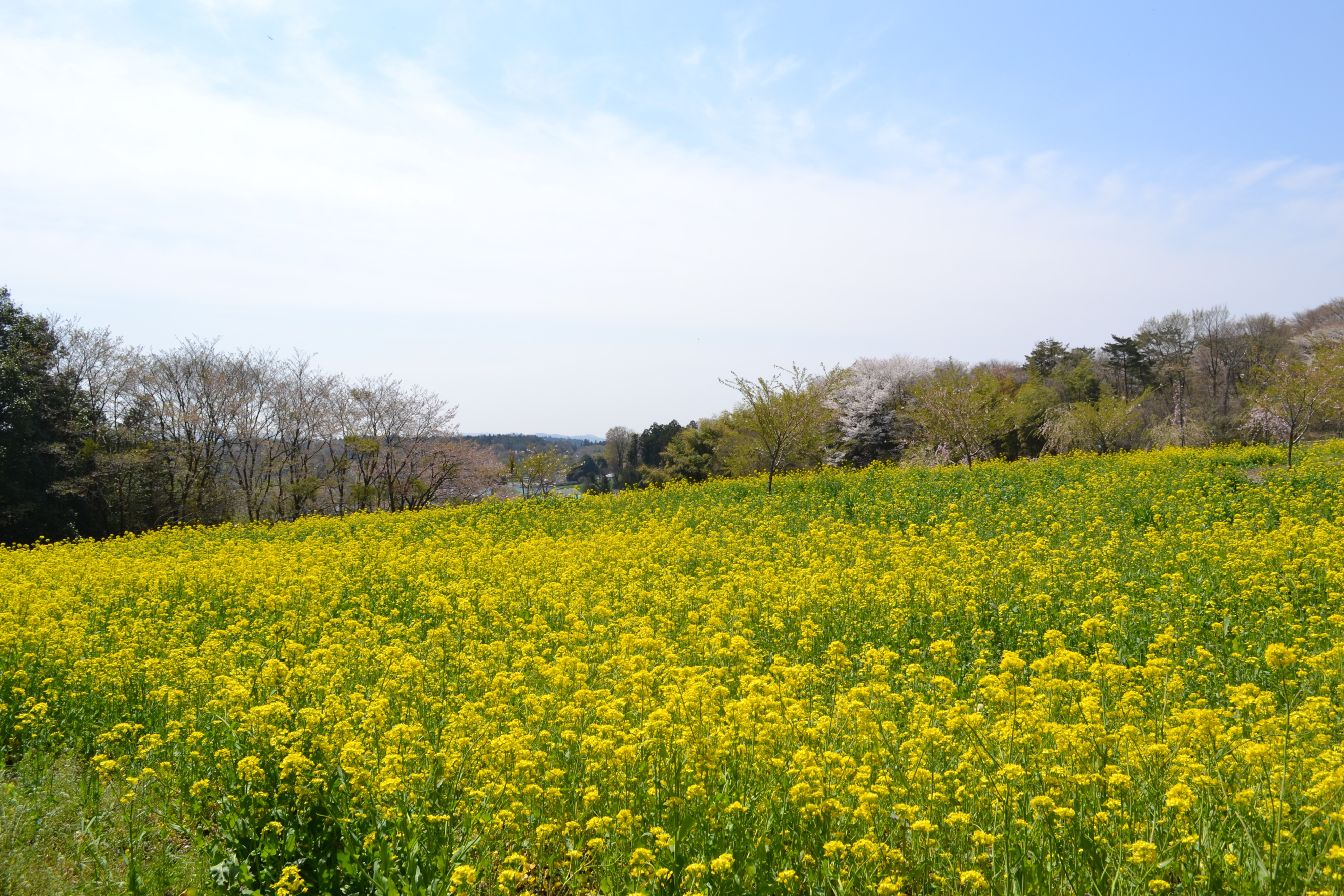 小宅古墳群菜の花畑