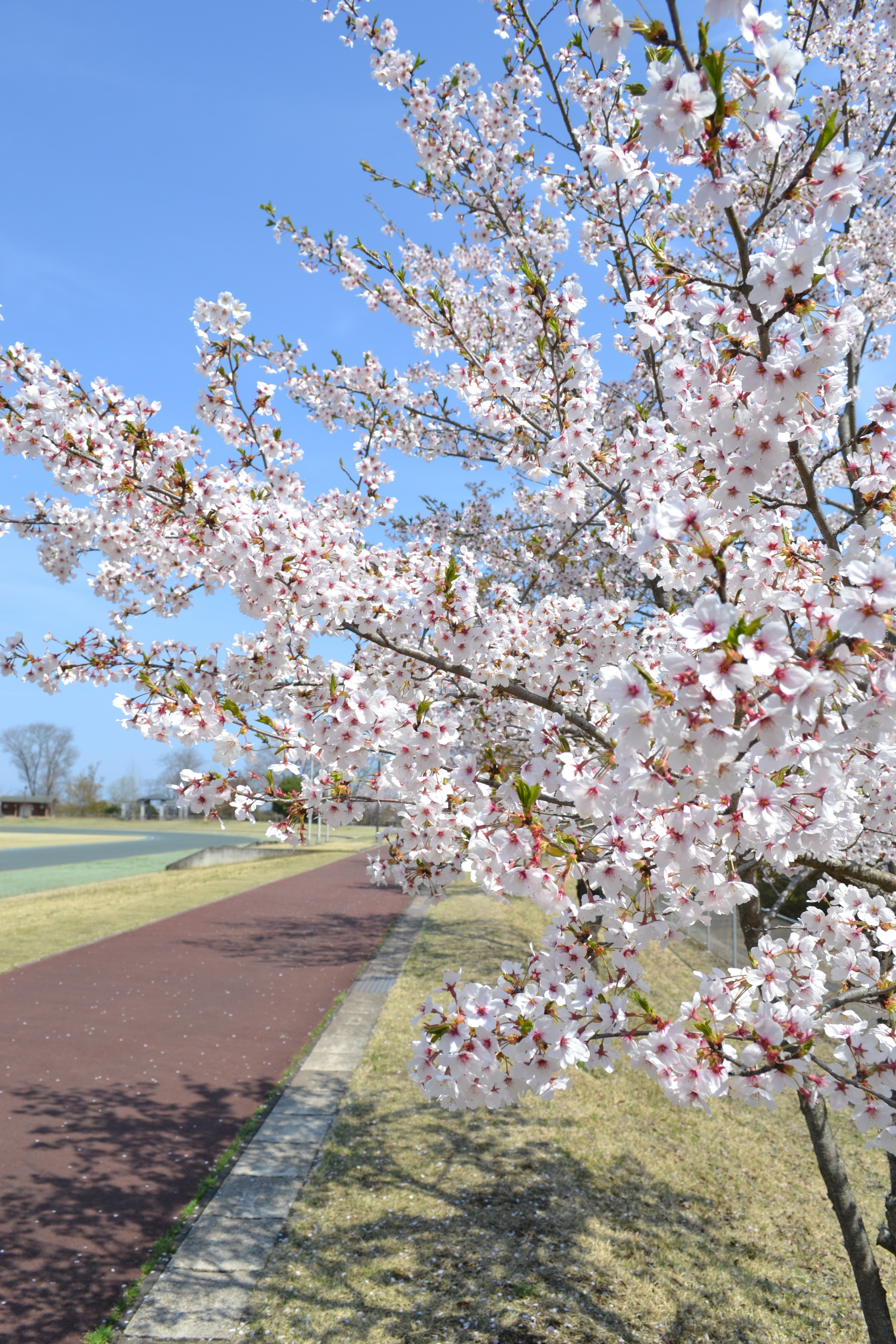 南運動公園の桜