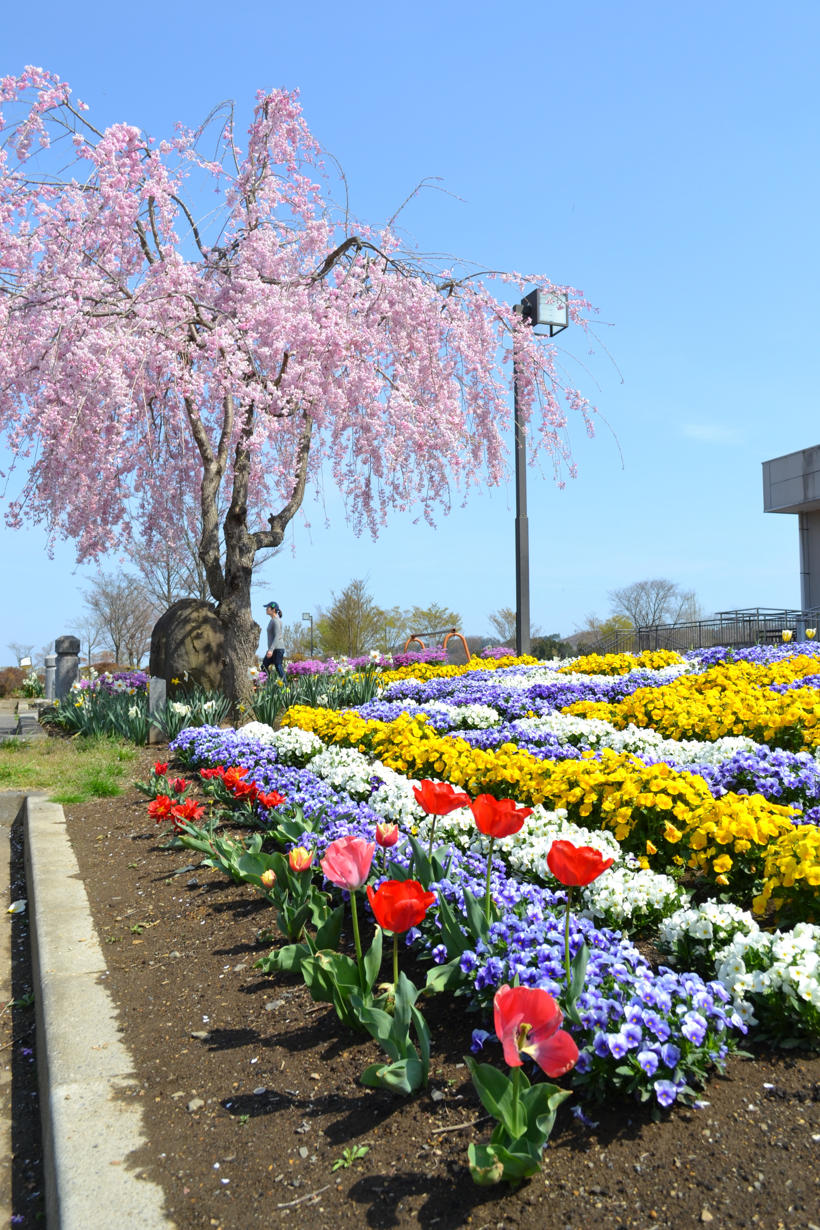 南運動公園花畑