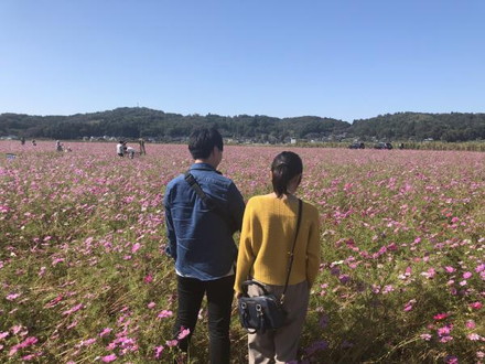 コスモス2018-04