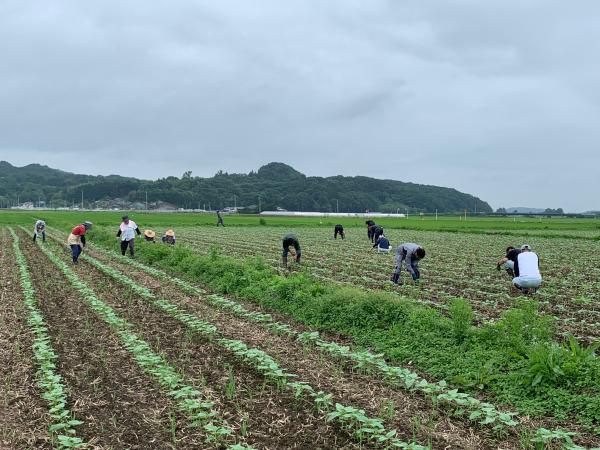 ひまわり間引き　7.9