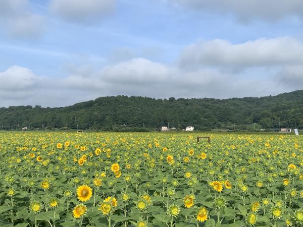 r1ひまわり8.12