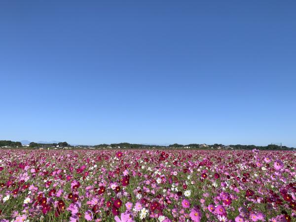 r1 コスモス 10.9