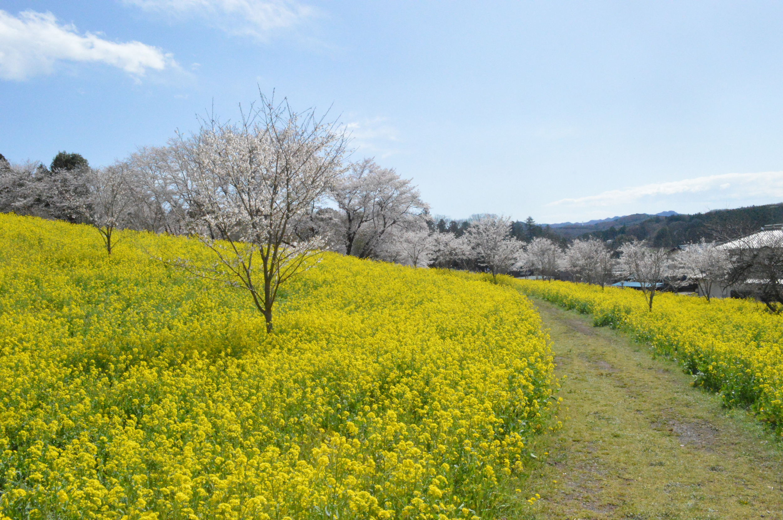 小宅古墳群桜と菜の花畑