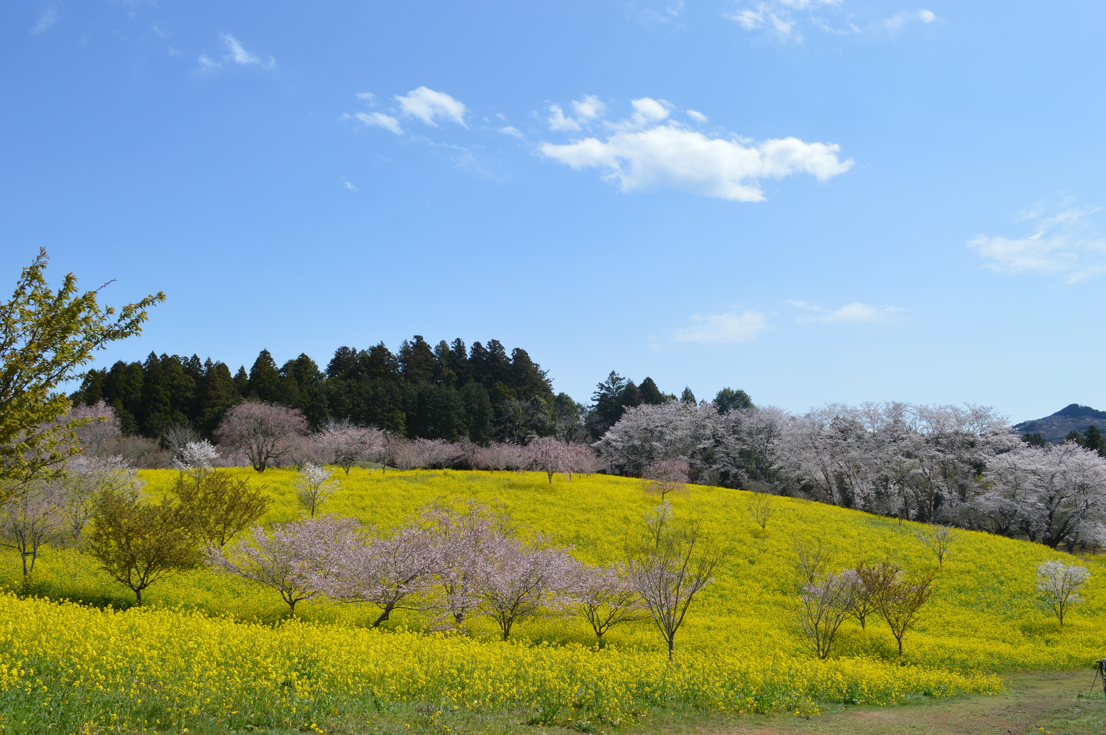 小宅古墳群桜と菜の花畑2