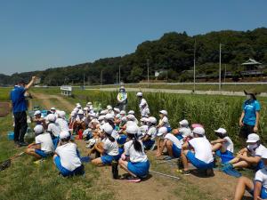 水生生物田野小3
