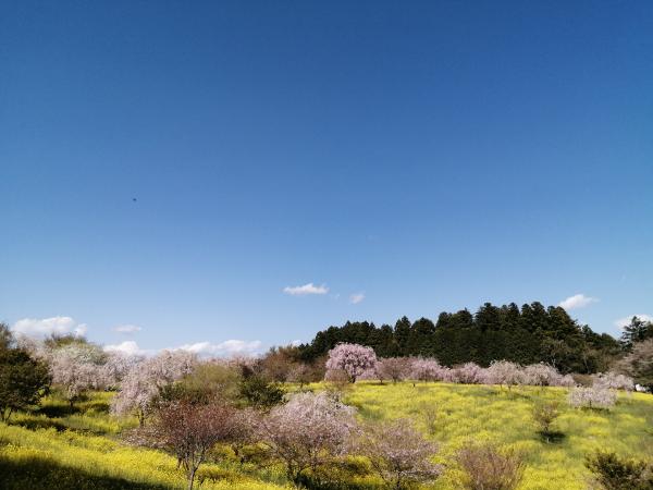 菜の花0407-3