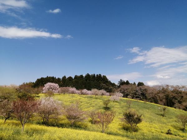 菜の花0409-1