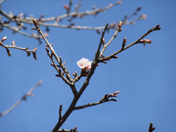 菜の花桜　3月19日　1