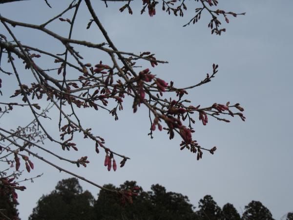 菜の花桜　3月23日　1