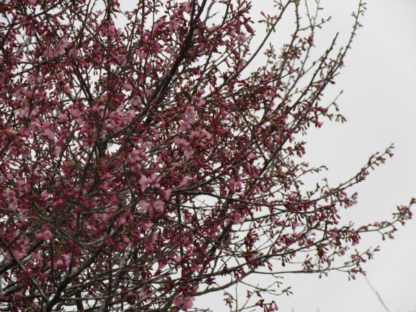 菜の花桜　3月26日　1