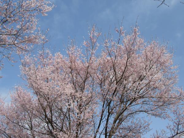 菜の花桜　3月30日　1