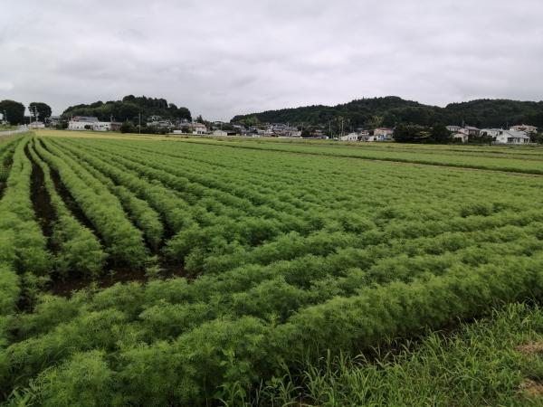 コスモス２０２２０９０６