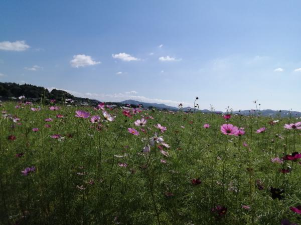 コスモス２０２２0926