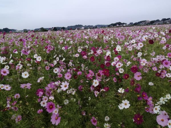 菜の花04030333コスモス２０２２1007