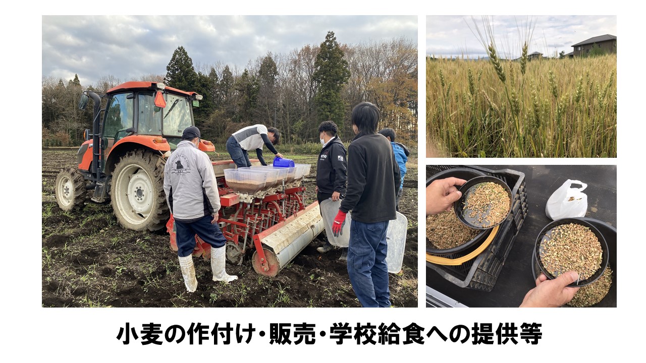 4H小麦プロジェクト