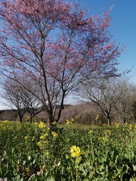 菜の花050314