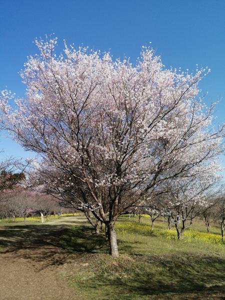 菜の花0503222