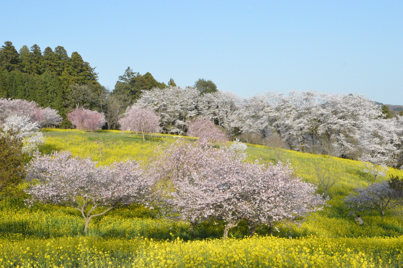 菜の花・桜祭り