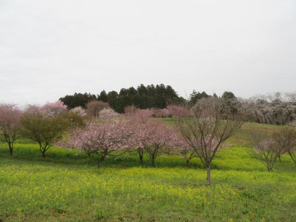 菜の花・桜２０２３０３２５