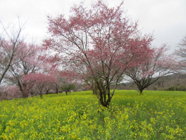 菜の花・桜２０２３０３２５２