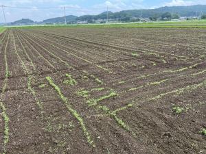 コスモス8/16