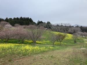 4.6菜の花桜