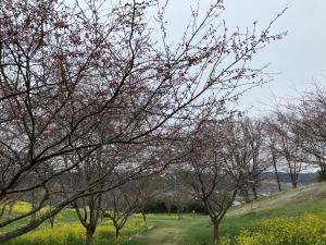4.6菜の花桜2