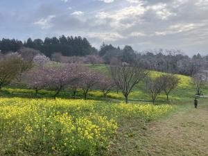 4.7 菜の花1