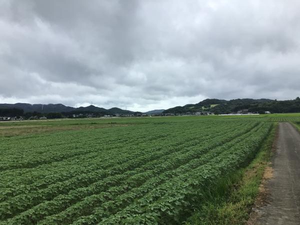 20250715_ひまわり様子１