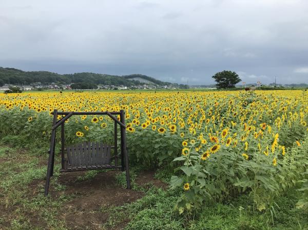 20250807　ひまわり１
