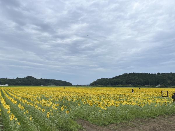 20250812　ひまわり