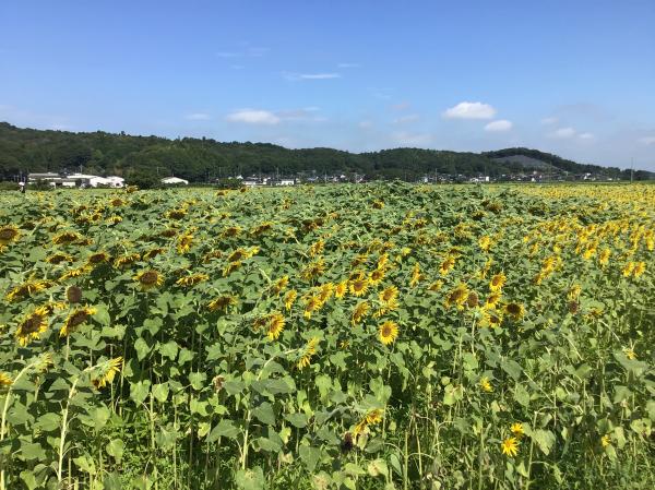 20250815_ひまわり様子２