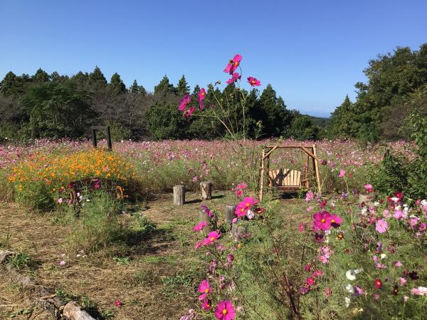 20251017_コスモス2