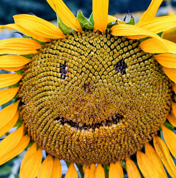 上三川準大賞３　2025