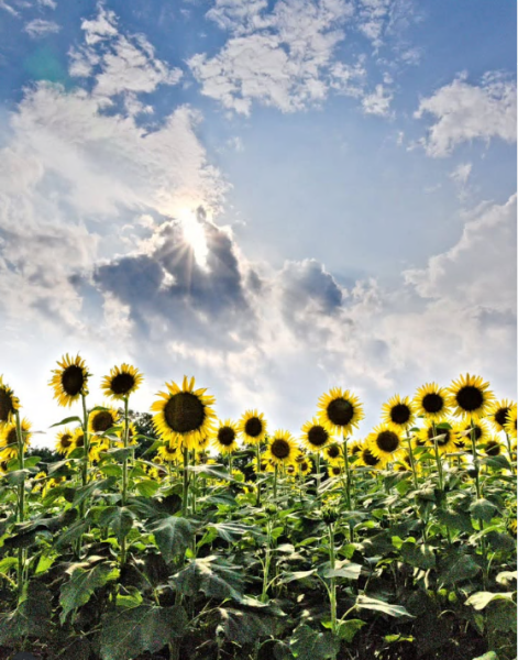 上三川準大賞４　2025