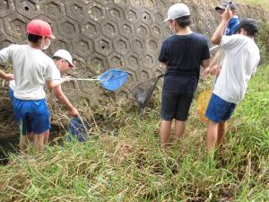 R7水生生物調査(益子小)2