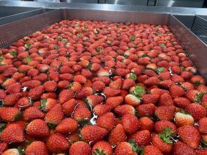 今日の給食2026.01.15.いちご2