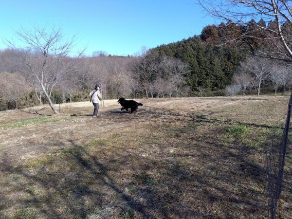 ドッグラン利用