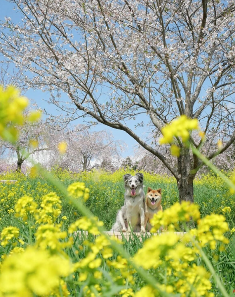 菜の花　フォトコン１