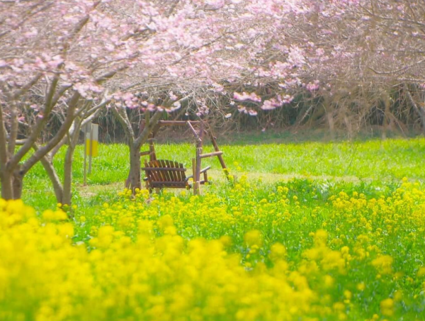 菜の花　フォトコン２