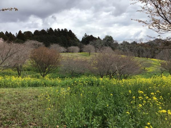 20260327　菜の花桜１