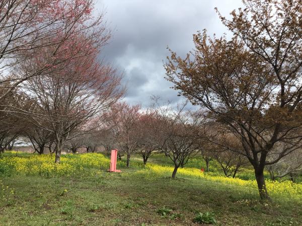 20260327　菜の花桜２